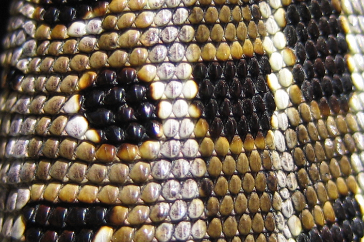 A picture showing dry scales belongs to the sub category reptiles as one of the five